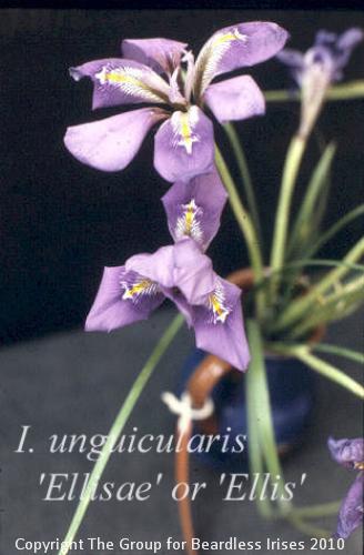 Unguic. 'Ellisae' or Ellis' var.